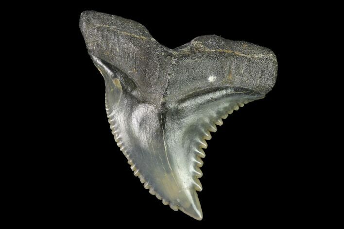 Snaggletooth Shark (Hemipristis) Tooth - Aurora, NC #143890